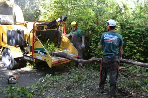 tree services Matlacha